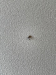 Calomycterus setarius