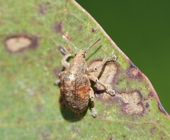 Gonipterus