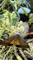 Ophiusa disjungens