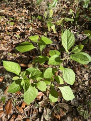 Stachytarpheta cayennensis