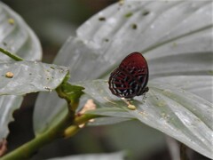 Paralaxita damajanti
