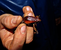 Physalaemus cuvieri