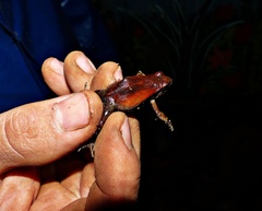 Physalaemus cuvieri