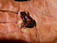 Physalaemus cuvieri