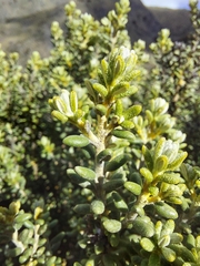 Olearia cymbifolia