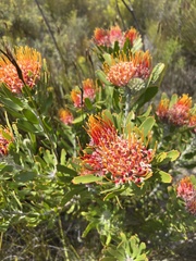 Leucospermum erubescens