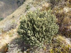Olearia cymbifolia