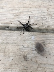 Araneus saevus