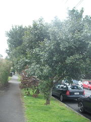 Alectryon excelsus grandis