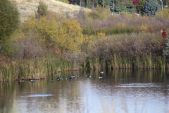 Branta canadensis
