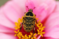 Euryomia argentea