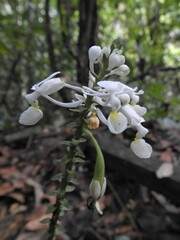 Calanthe