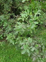 Schinus terebinthifolia