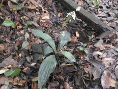 Calanthe
