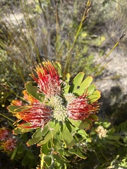 Leucospermum erubescens
