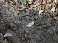 Alsomitra macrocarpa