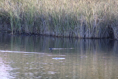 Fulica americana