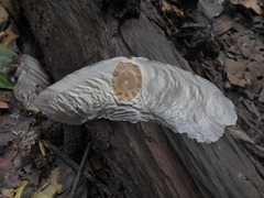 Alsomitra macrocarpa