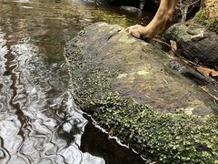 Dermatocarpon luridum