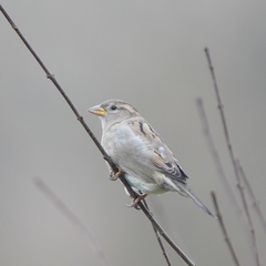 Passer domesticus