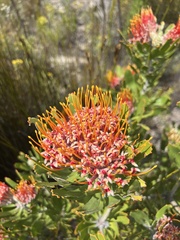 Leucospermum erubescens