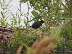 Zapornia flavirostra