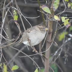 Passer domesticus