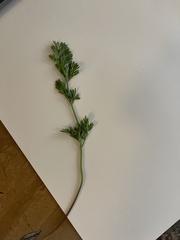 Scandix pecten-veneris