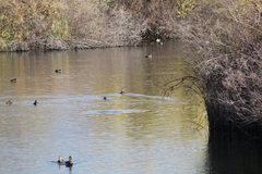 Fulica americana