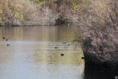 Fulica americana