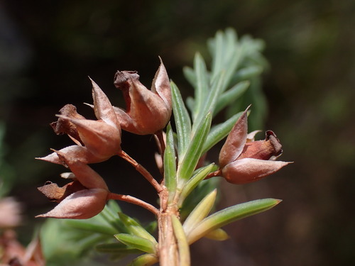Image of Erica taxifolia by (c) Ren Hoekstra, some rights reserved (CC BY)