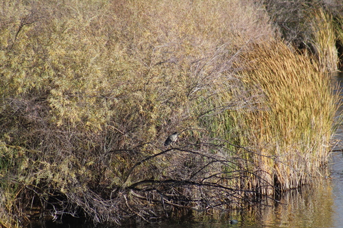 Black-crowned Night Heron photographed in Idaho