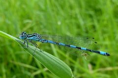 Coenagrion mercuriale