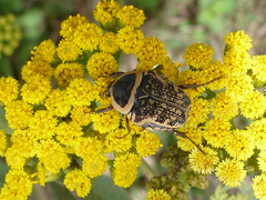 Euryomia argentea