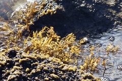 Sargassum