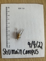 Gryllidae