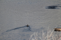 Podilymbus podiceps