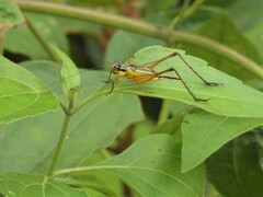 Nisitrus