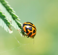 Peltoschema oceanicum