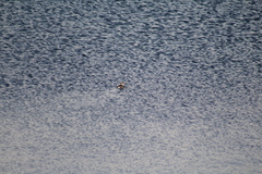 Podilymbus podiceps