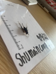 Gryllidae