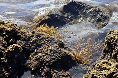 Sargassum