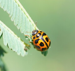 Peltoschema oceanicum