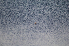 Podilymbus podiceps