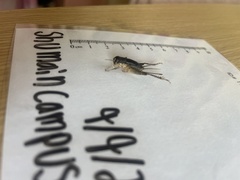 Gryllidae
