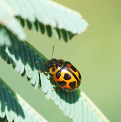 Peltoschema oceanicum