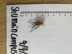 Gryllidae