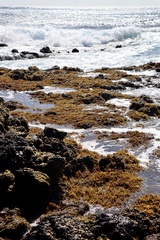 Sargassum