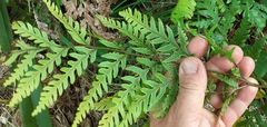 Pteris carsei
