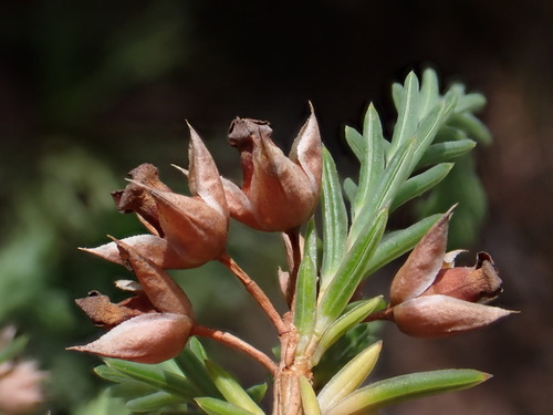 Image of Erica taxifolia by (c) Ren Hoekstra, some rights reserved (CC BY)